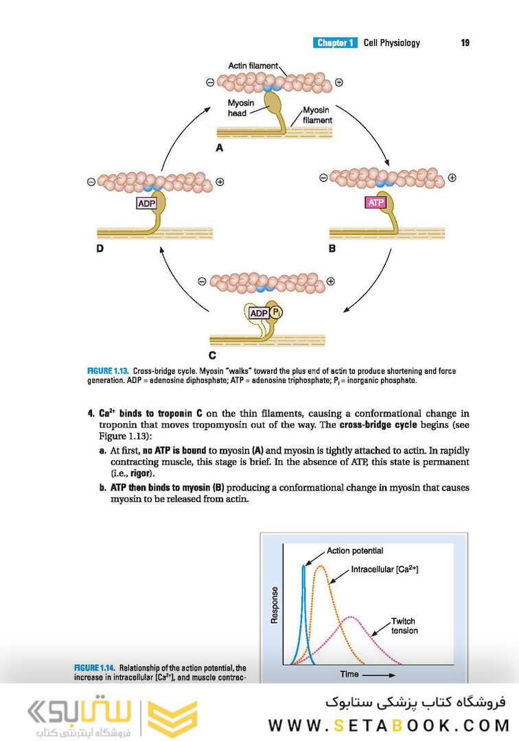 BRS Physiology (Board Review Series)