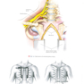 Khonsari’s Cardiac Surgery, 5th Edition2016