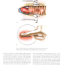 Khonsari’s Cardiac Surgery, 5th Edition2016