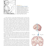 Neuroscience : Exploring the Brain 4th Edicion