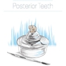 Dental Anatomy and Morphology