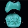 Dental Anatomy and Morphology
