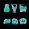 Dental Anatomy and Morphology
