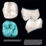 Dental Anatomy and Morphology