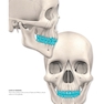 Dental Anatomy and Morphology