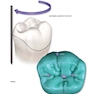 Dental Anatomy and Morphology