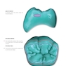 Dental Anatomy and Morphology