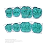 Dental Anatomy and Morphology
