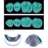 Dental Anatomy and Morphology