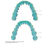 Dental Anatomy and Morphology