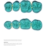 Dental Anatomy and Morphology