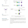 USMLE Step 1 Lecture Notes 2022: Immunology and Microbiology