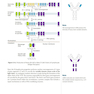 USMLE Step 1 Lecture Notes 2022: Immunology and Microbiology