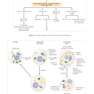 USMLE Step 1 Lecture Notes 2022:pathology