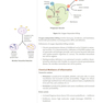 USMLE Step 1 Lecture Notes 2022:pathology