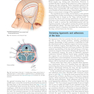 Plastic Surgery: Volume 3: Craniofacial, Head and Neck Surgery and Pediatric Plastic Surgery 4th Edicion 2018