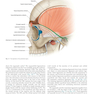 Plastic Surgery: Volume 3: Craniofacial, Head and Neck Surgery and Pediatric Plastic Surgery 4th Edicion 2018