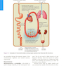 Essentials of Human Anatomy - Physiology plus Pearson Mastering Anatomy - Physiology with Pearson eText, Global Edition 12th Edición