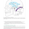 Handbook of Neurosurgery