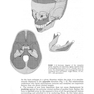 Essentials of Facial Growth