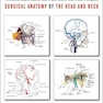 Surgical Anatomy of the Head and Neck