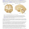 An Introduction to Brain and Behavior Sixth Edicion