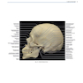 Rhoton’s Atlas of Head, Neck, and Brain