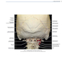 Rhoton’s Atlas of Head, Neck, and Brain