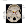 Rhoton’s Atlas of Head, Neck, and Brain