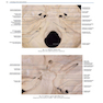 Rhoton’s Atlas of Head, Neck, and Brain