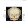 Rhoton’s Atlas of Head, Neck, and Brain