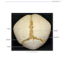 Rhoton’s Atlas of Head, Neck, and Brain