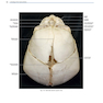 Rhoton’s Atlas of Head, Neck, and Brain