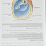 کالبدشناسی انسانی بالینی