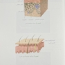 راهنمای گام به گام مزوتراپی