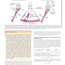 Essential Echocardiography: A Companion to Braunwald’s Heart Disease 1st Edicion