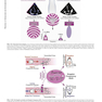 Essential Echocardiography: A Companion to Braunwald’s Heart Disease 1st Edicion