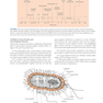 Review of Medical Microbiology and Immunology, Seventeenth Edition 17th Edicion