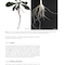 Plant Anatomy : A Concept-Based Approach to the Structure of Seed Plants