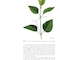 Plant Anatomy : A Concept-Based Approach to the Structure of Seed Plants