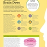 How the Brain Works: The Facts Visually Explained (How Things Work)2020
