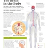 How the Brain Works: The Facts Visually Explained (How Things Work)2020