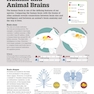 How the Brain Works: The Facts Visually Explained (How Things Work)2020