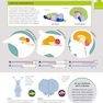 How the Brain Works: The Facts Visually Explained (How Things Work)2020
