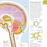 How the Brain Works: The Facts Visually Explained (How Things Work)2020