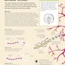 How the Brain Works: The Facts Visually Explained (How Things Work)2020