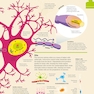 How the Brain Works: The Facts Visually Explained (How Things Work)2020