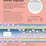How the Brain Works: The Facts Visually Explained (How Things Work)2020