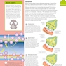 How the Brain Works: The Facts Visually Explained (How Things Work)2020
