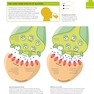 How the Brain Works: The Facts Visually Explained (How Things Work)2020